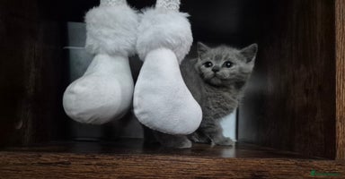 British Shorthair cats - Advert 5