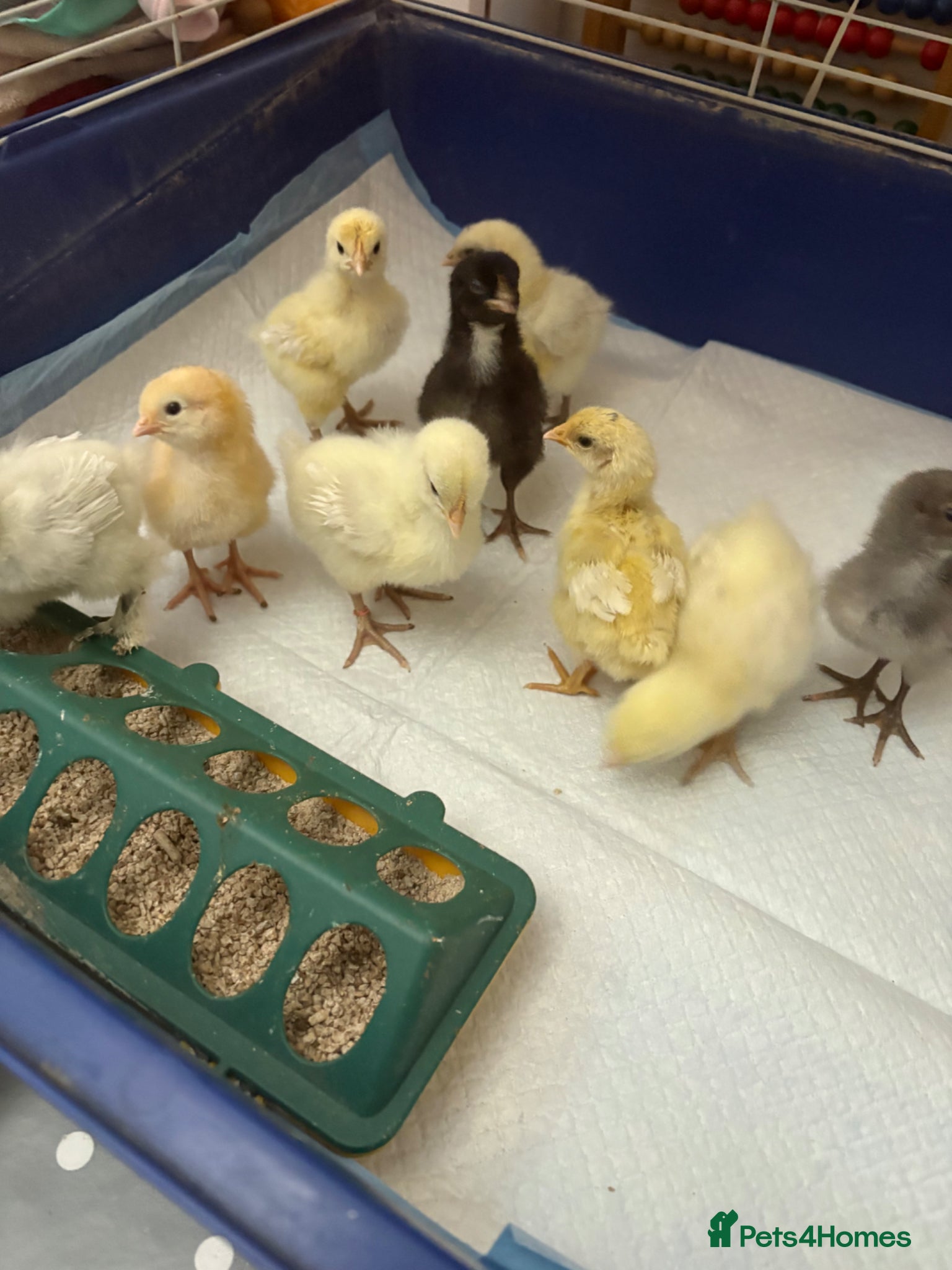 Chickens poultry 1 week old mix breed chicks  - Advert 1