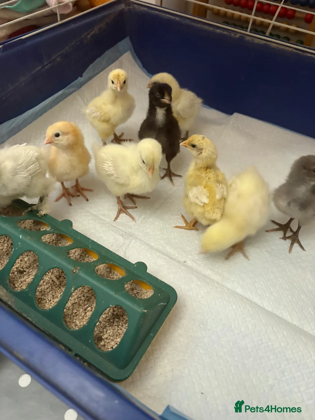 Chickens poultry for sale: 1 week old mix breed chicks  - Advert 1