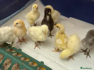 Chickens poultry 1 week old mix breed chicks - Advert 1