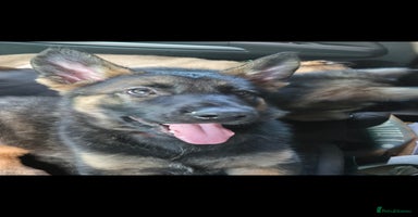 Mixed Breed dogs in Plymouth - Advert 12