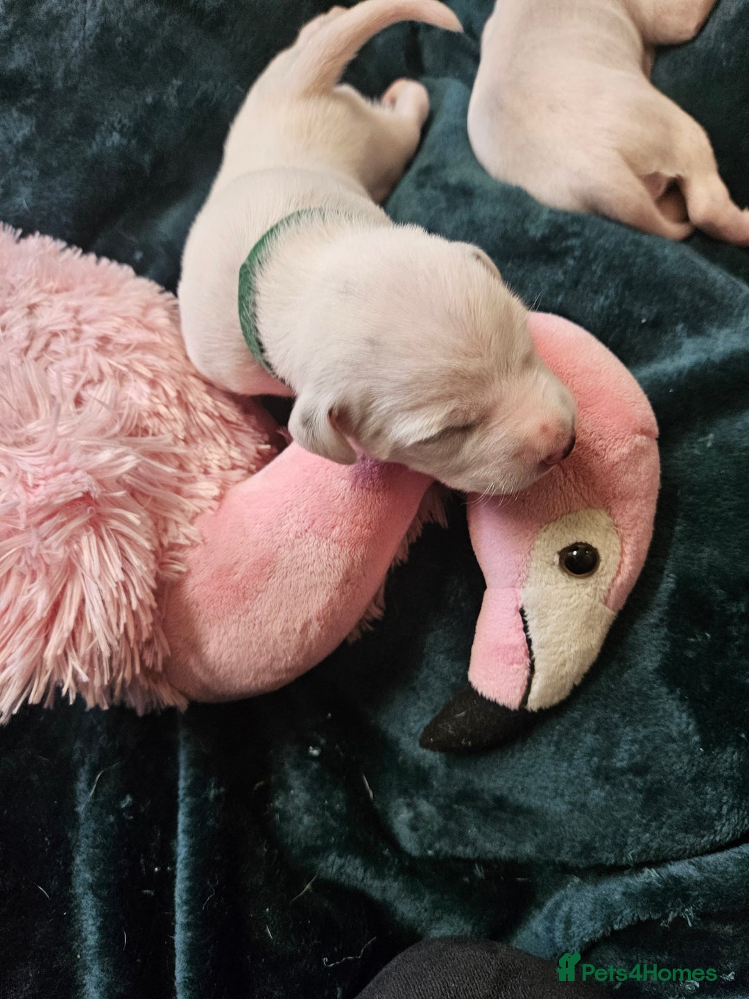 Dalmatian dogs for sale: 8 KC Dalmatian puppies  - Image 4