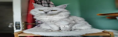 Maine Coon 1
