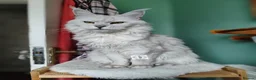Maine Coon cats for sale: Import, spayed silver shaded girl ❤️ - Advert 14