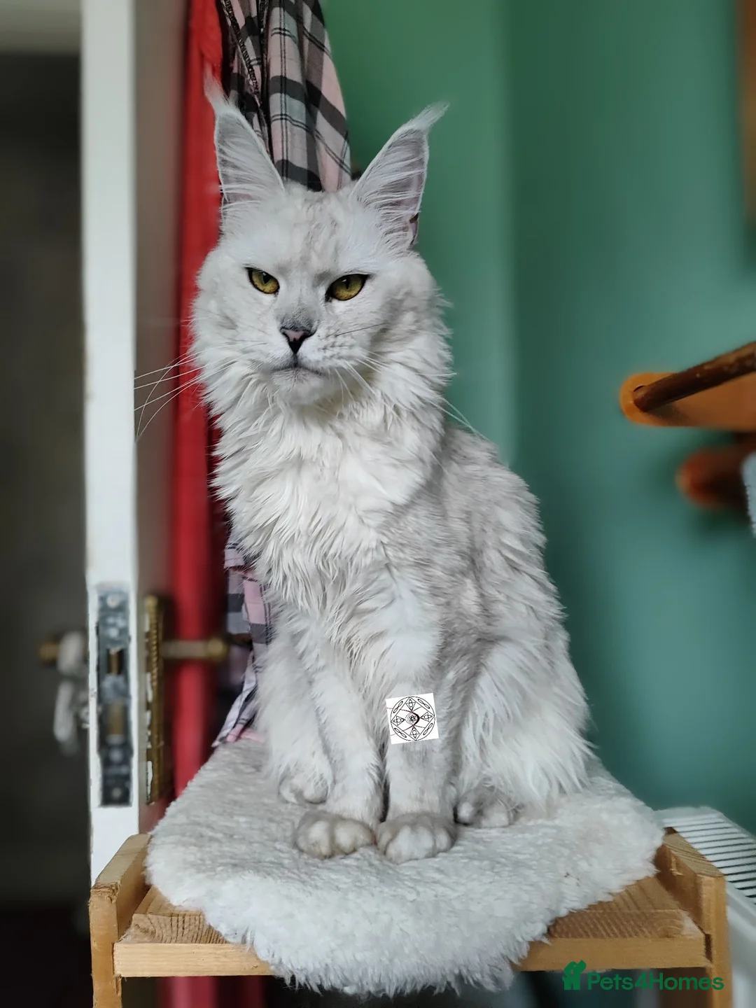 Maine Coon cats for sale: Import, spayed silver shaded girl ❤️ - Advert 14