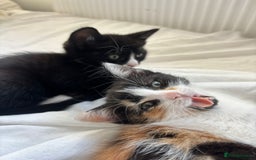 Domestic Shorthair cats for sale: 2 beautiful kittens  - Image 8