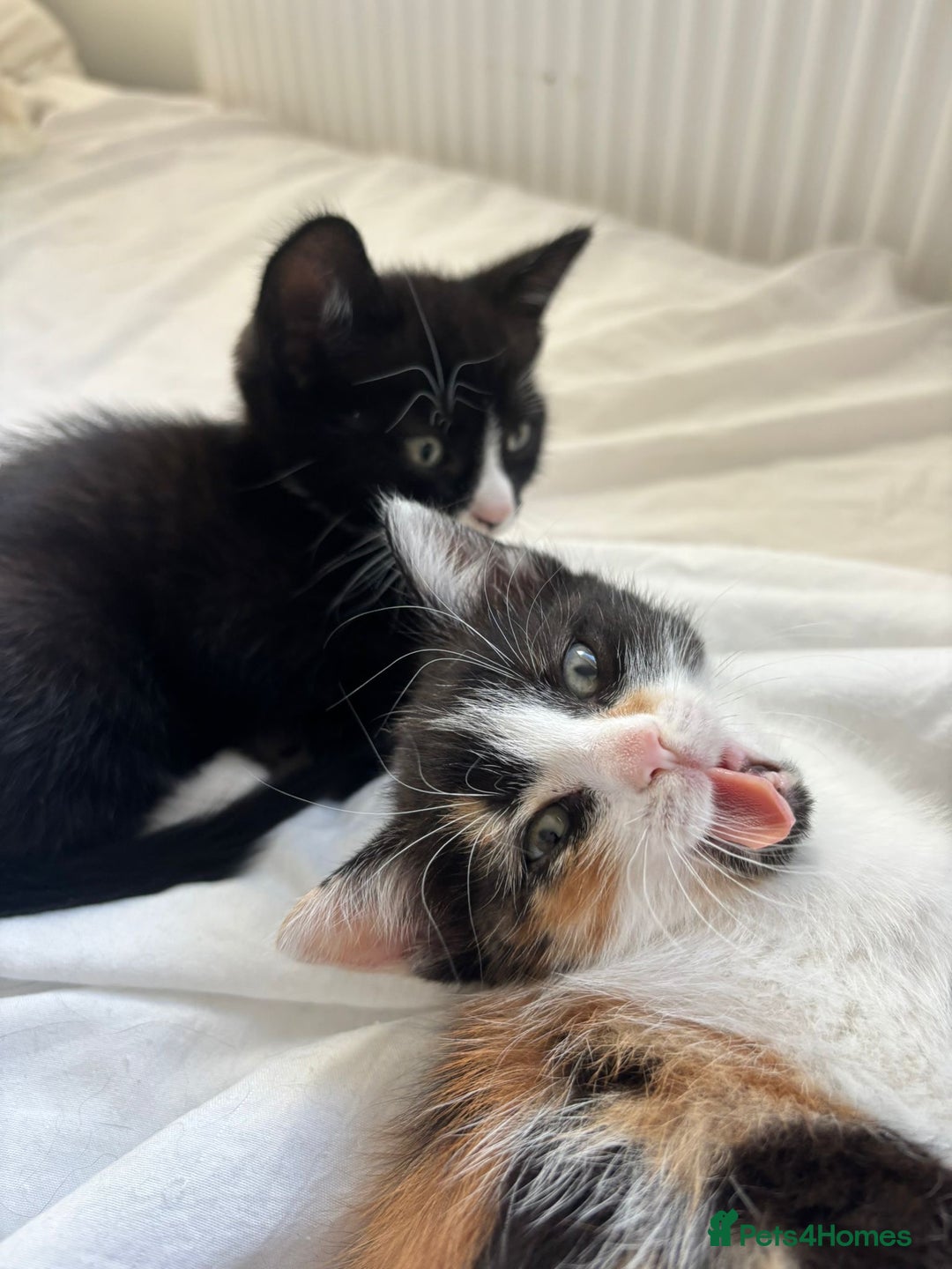 Domestic Shorthair cats for sale: 2 beautiful kittens  - Image 8