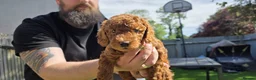 Cavapoo dogs for sale:  🩵Red cavapoos, ready to leave🩵 - Advert 21