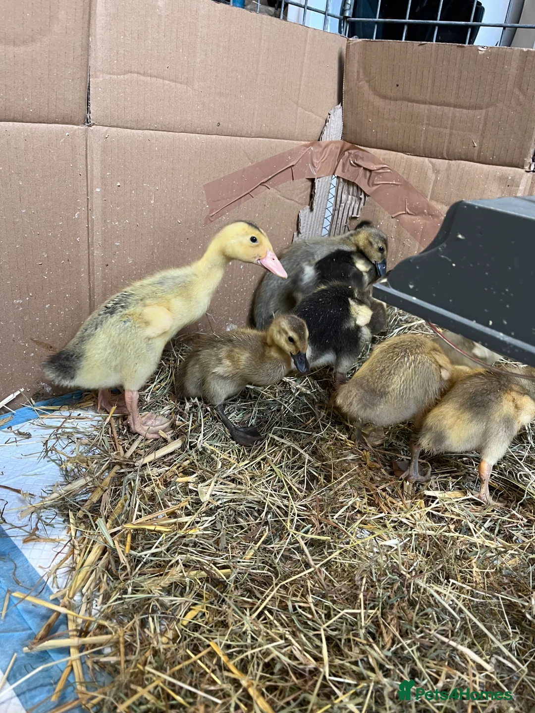 Ducks poultry for sale: Unsexed Runner ducks in Crewkerne - Advert 1