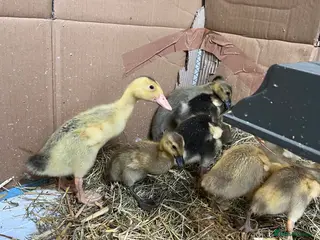 Ducks poultry Unsexed Runner ducks - Advert 1