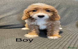 Cockapoo dogs for sale: Cockapoo Puppies F1  - Image 8