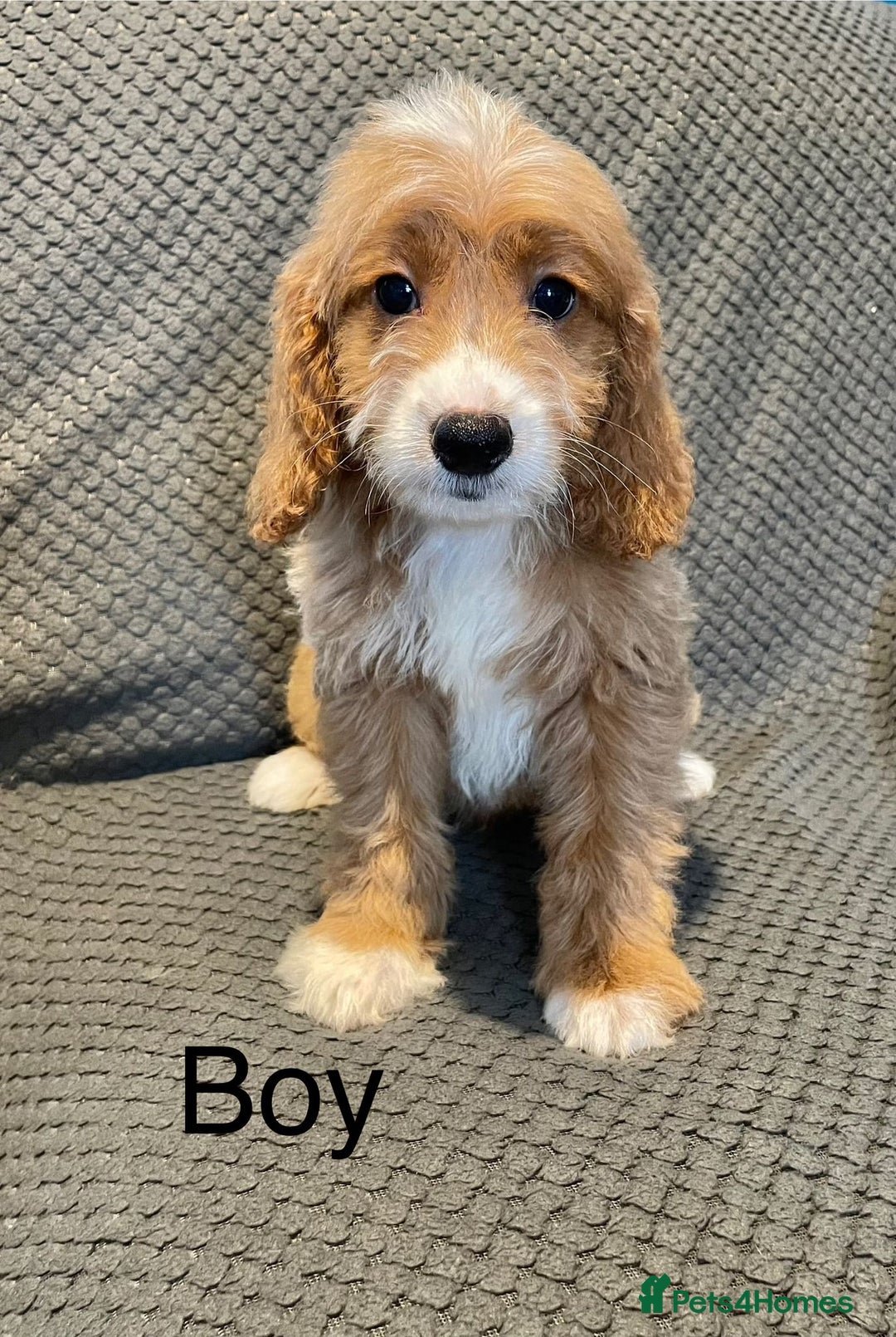 Cockapoo dogs for sale: Cockapoo Puppies F1  - Image 8