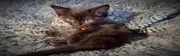 Mixed Breed cats for sale: 9 beautiful friendly kittens - Advert 16