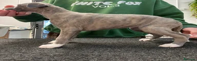Whippet Puppy 2