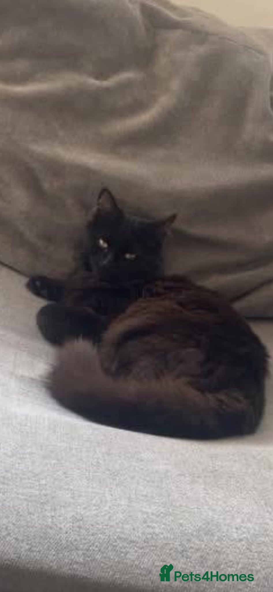 Mixed Breed cats 1 year old WILLOW needs rehoming  - Advert 1