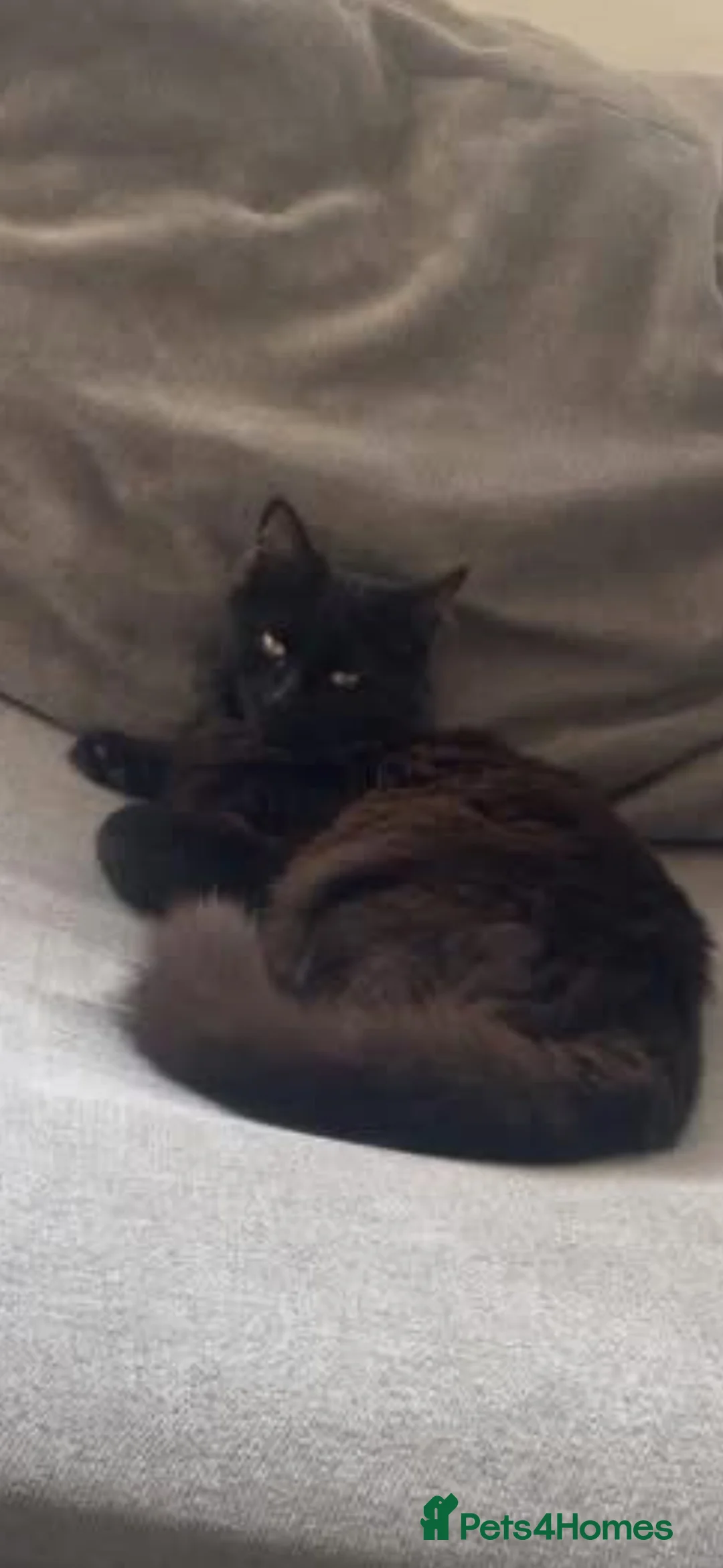 Mixed Breed cats for sale: 1 year old WILLOW needs rehoming  - Advert 1