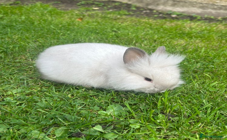 Lionhead rabbits - Advert 11