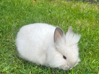 Lionhead rabbits - Advert 11
