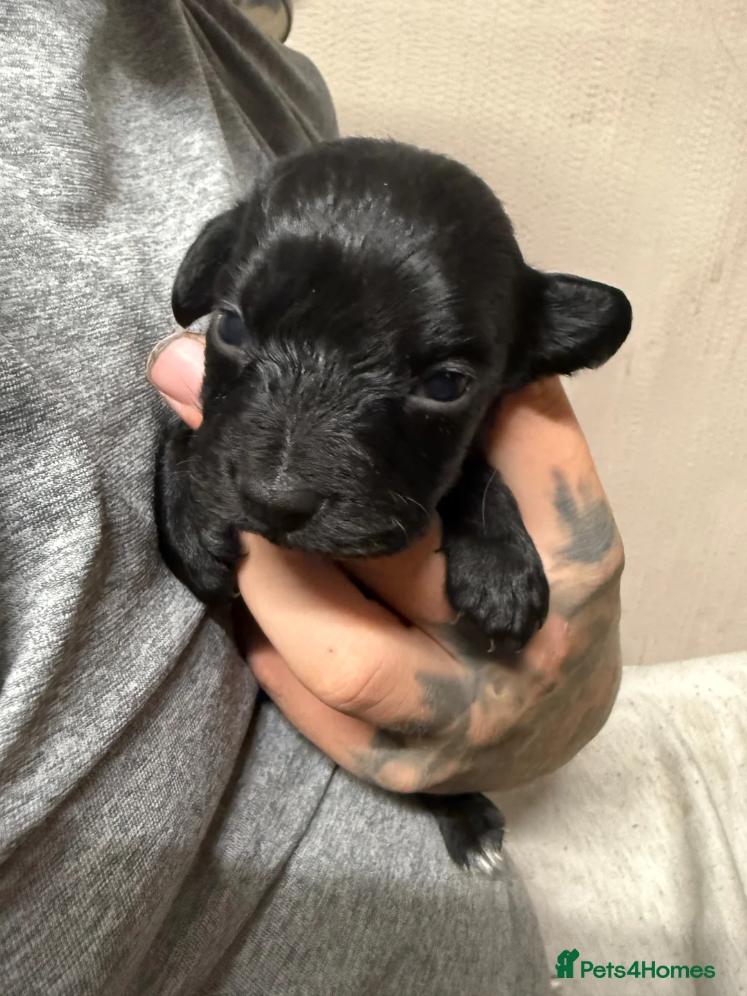 Mixed Breed dogs for sale: 2 male puppies for sale !!!!!! in Stockton-on-Tees - Advert 5