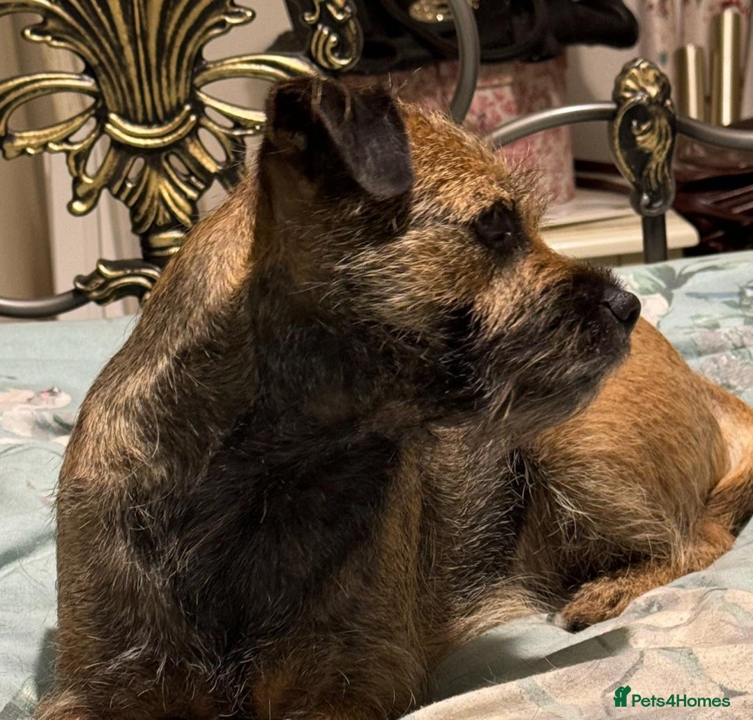 Border Terrier dogs for sale: Slem clear KC Registered  Border Terriers  - Image 4