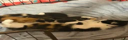 Mixed Breed cats for sale: Two boys looking for family  - Advert 2