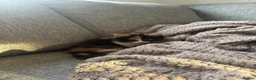 Mixed Breed cats for sale: 2 kittens for sale - Advert 3