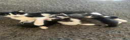 Mixed Breed cats for sale: 4 beautiful kittens for sale ready now - Advert 1