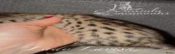 Savannah cats for sale: Exceptional Quality Tica Regist. Savannah kittns - Advert 25
