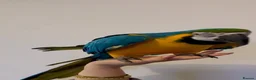 Macaws birds for sale: Amazing Blue and Gold Macaw parrots in Winsford - Advert 4