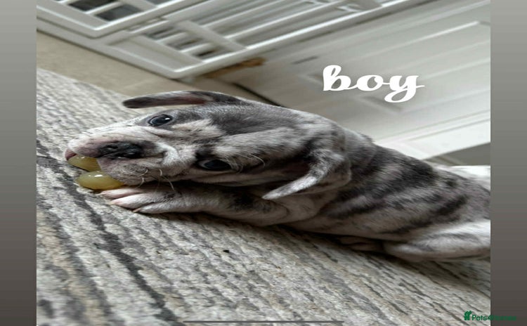 French Bulldog dogs - Advert 11