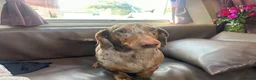 Dachshund dogs for stud: Chocolate dapple dachshund for stud in Burnley - Advert 3