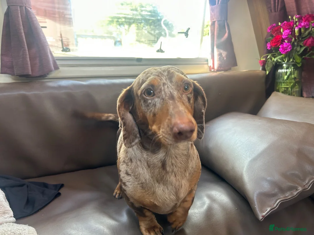 Dachshund dogs for stud: Chocolate dapple dachshund for stud in Burnley - Advert 3