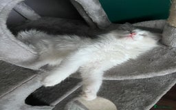 Ragdoll cats for sale: Stunning male Ragdoll kittens only 2 left - Image 35