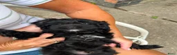 Cavapoo dogs for sale: ⭐️4 Stunning little black cavapoos⭐️ - Advert 27