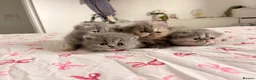 Persian cats for sale: Stunning Persian Girls🩷 - Advert 6
