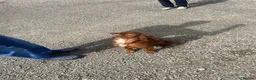 Cocker Spaniel dogs for sale: Working cocker spaniel puppies  - Advert 2