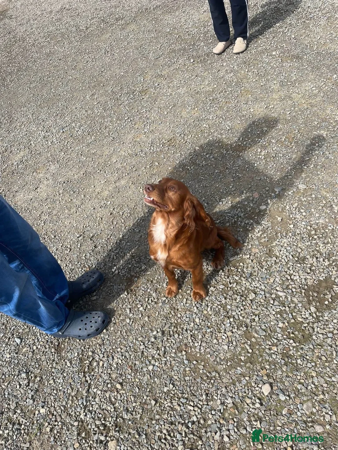Cocker Spaniel dogs for sale: Working cocker spaniel puppies  - Advert 2