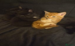 Mixed Breed cats for sale: Kittens  - Advert 14