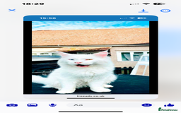 Maine Coon cats for sale: Beautiful rare white Maine coon kitten female  - Image 5