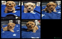 Cavapoo dogs for sale: Beautiful cavapoo litter - Image 1