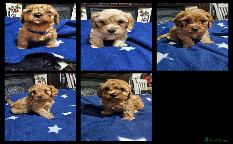 Cavapoo dogs for sale - Advert 1