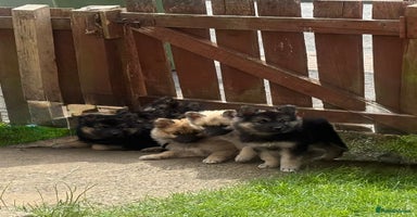 Mixed Breed dogs - Advert 3