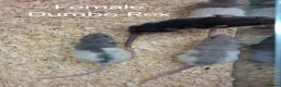 Rat rodents for sale: Baby Dumbo Rat's available, Males & Females  - Advert 7
