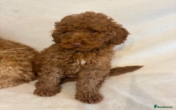 Cavapoo dogs for sale: Extensively Health Tested F1BB Cavapoo Puppies - Image 5