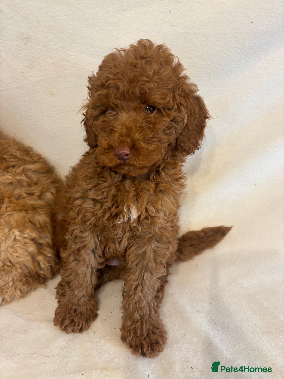 Cavapoo dogs for sale: Extensively Health Tested F1BB Cavapoo Puppies - Image 5