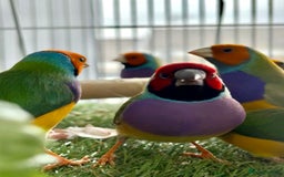 Finches birds for sale: Golden Finch  - Advert 1