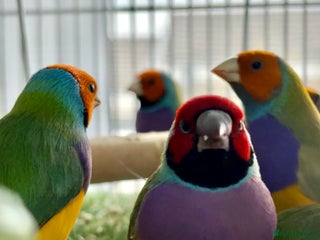 Finches birds Golden Finch - Advert 14