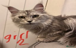 Maine Coon cats for sale: Maine coons ready to go  in Manchester - Image 11