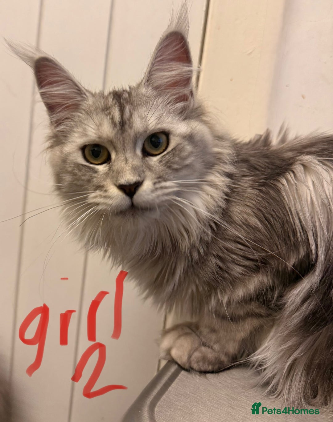 Maine Coon cats for sale: Maine coons ready to go  in Manchester - Image 11