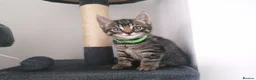 Mixed Breed cats for sale: Exceptional Kittens, Wonderful Personalities ❤️ in Waltham Cross - Advert 5
